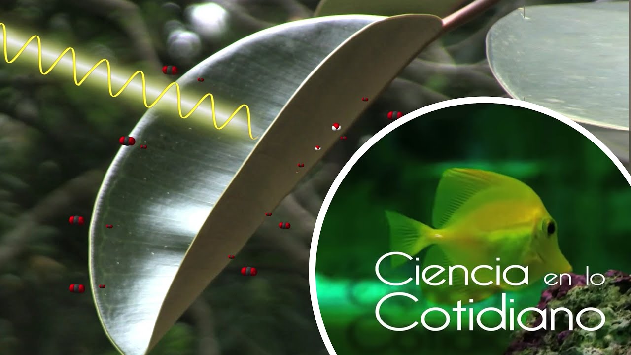 La Fotosíntesis | Ciencia en lo Cotidiano T1