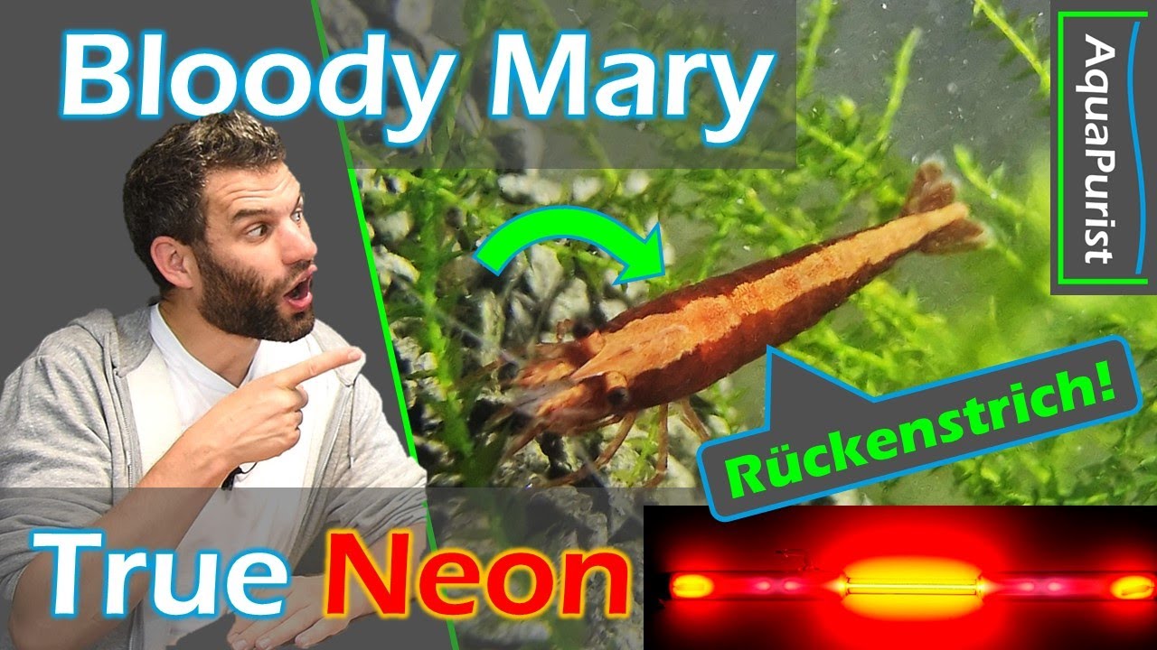 NEUER Garnelen Stamm ❤️ Bloody Mary TRUE NEON❗