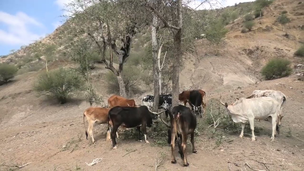 Gibuti - gli Afar della montagna