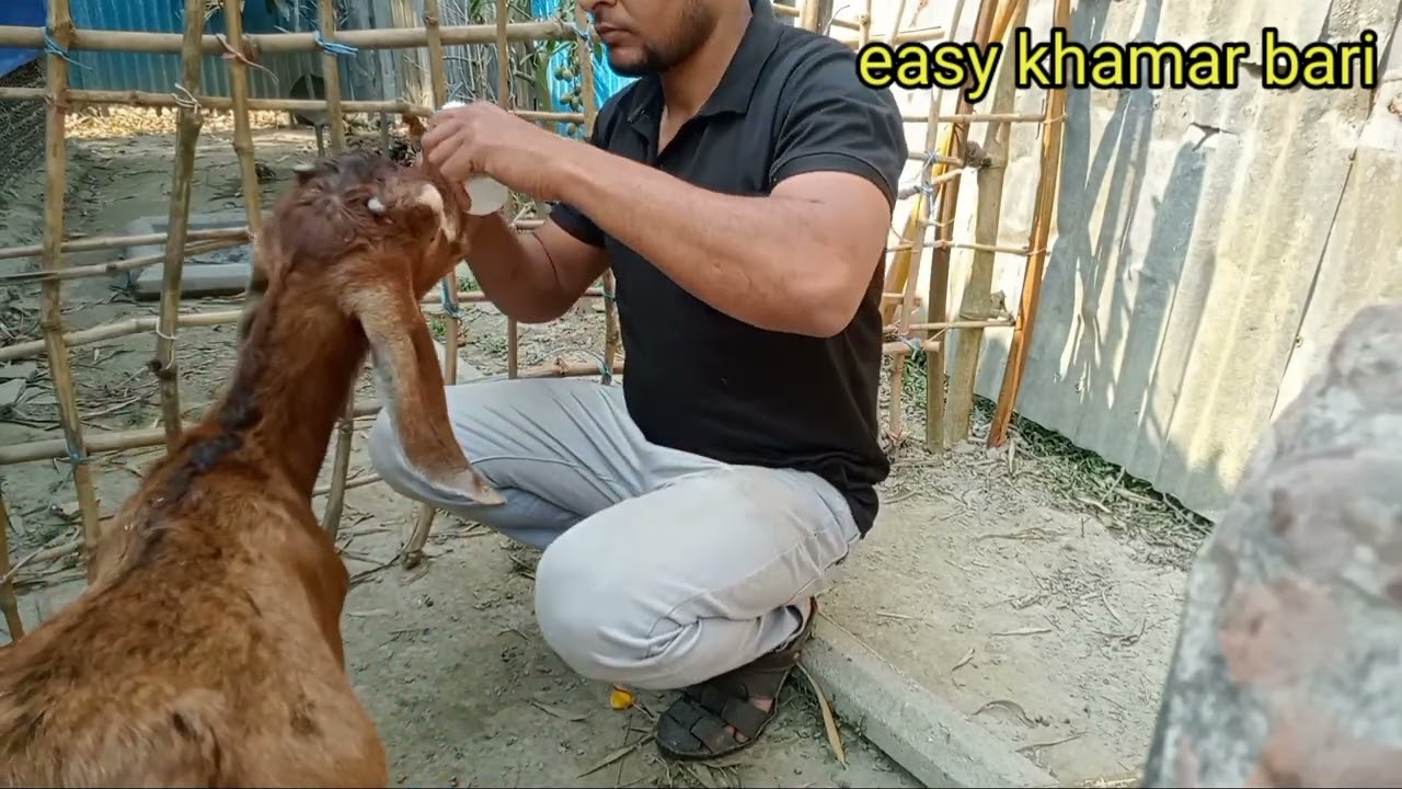 ছাগলকে লিভার টনিক ও জিংক খাওয়ানোর নিয়ম / ছাগলের ভিটামিন