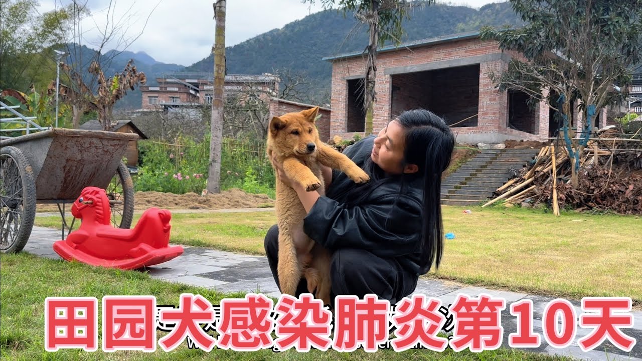 田园犬感染肺炎第10天，阿芳细心照料吃药又帮打针，终于迎来转机，看看恢复得怎么样了