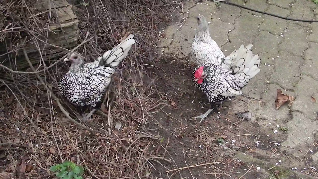 2019. Sebrytki odm. srebrnej rozgrzebujące podłoże. Sebrights of silver variery digging up