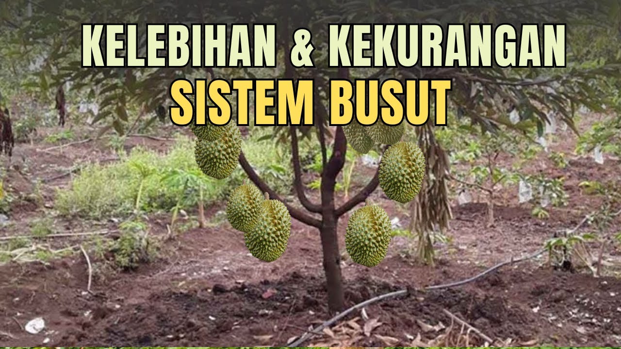 SISTEM TANAM DURIAN BUSUT -  KELEBIHAN DAN KEKURANGAN