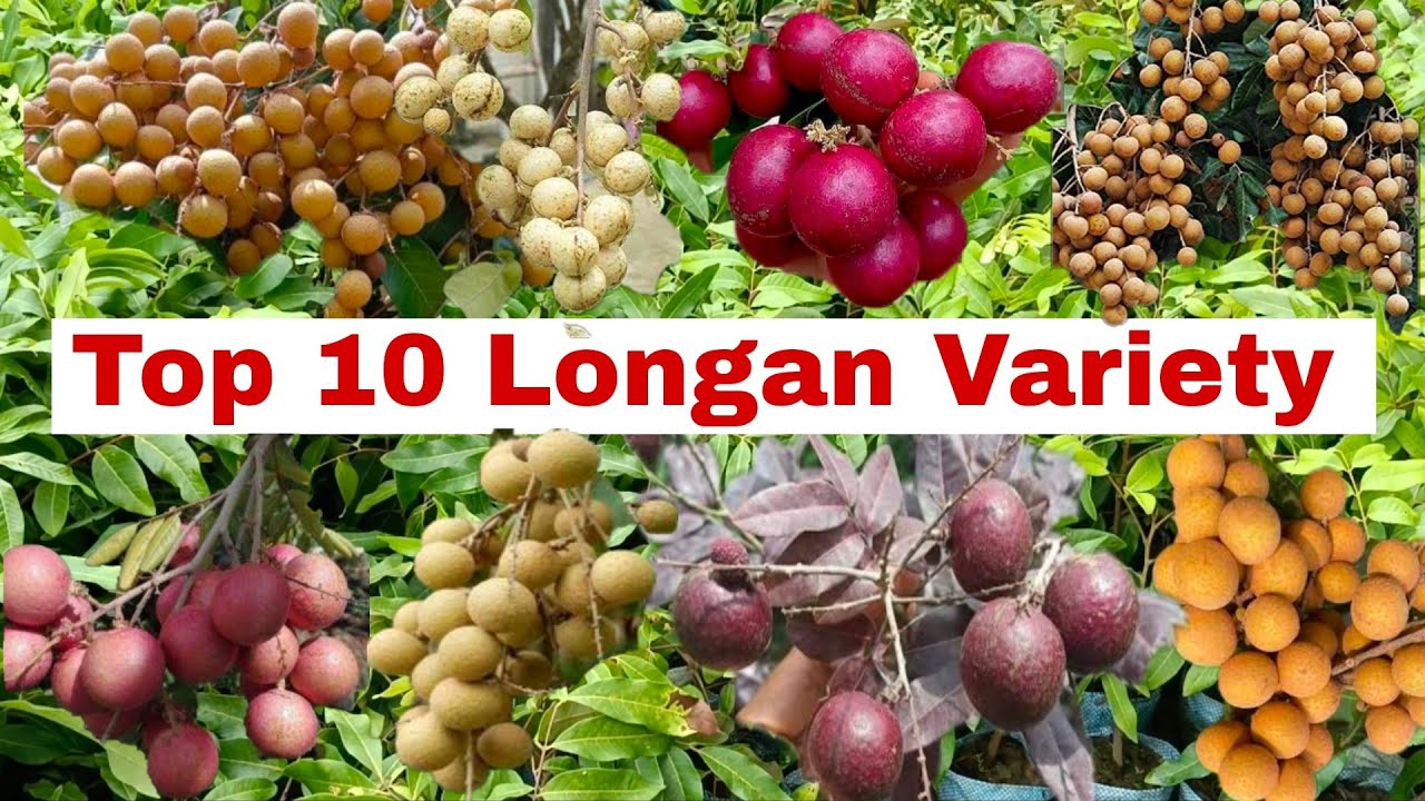 Top 10 Longan Fruit varaity in India || Plant's available, All India Supply || Call-9339721064