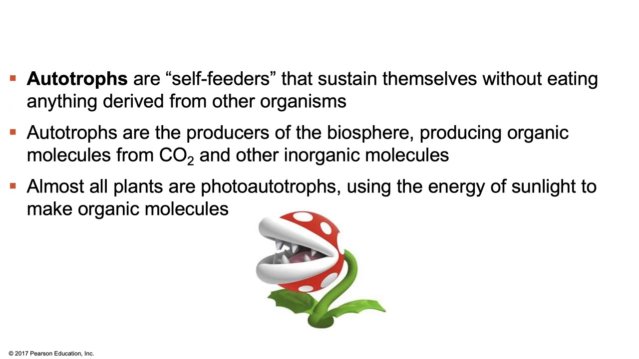 Biology Chapter 10 - Photosynthesis
