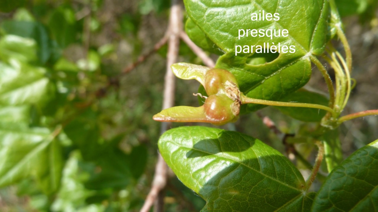 L'érable de Montpellier, un arbre méditerranéen