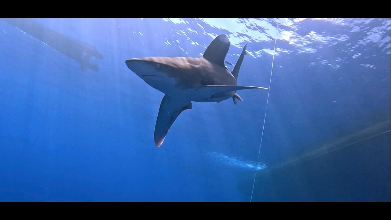 Tauchen mit Wonderful Dive Port Ghalib vom 12. bis 26.10.2024