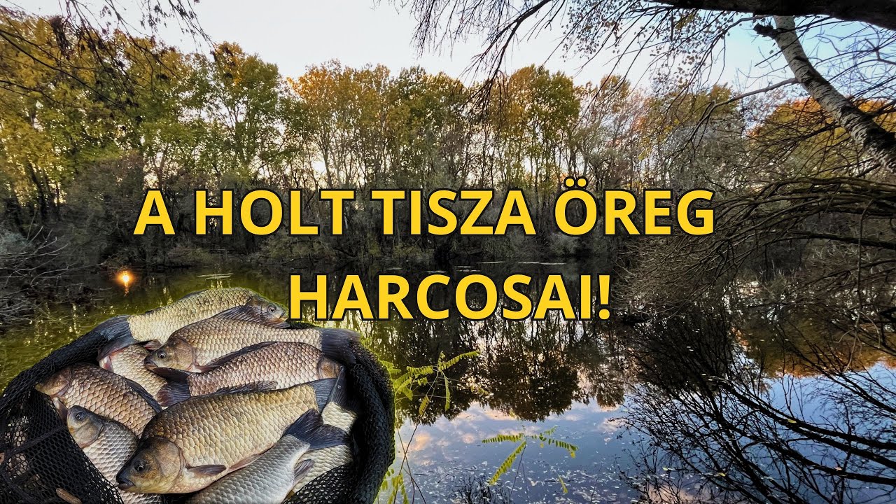 Őszi feeder horgászat a Tiszacsegei Holt-Tiszán! 🍁🐟 #fishing