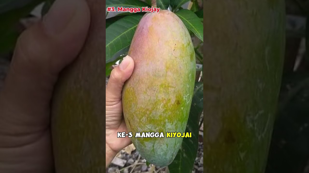 TERUNGKAP !!!. TOP 5 MANGGA JUMBO TERBAIK INDONESIA #shorts #mangga #agriculture