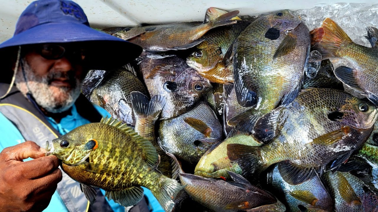 How To Catch TONS of Bluegill  ***EASY***