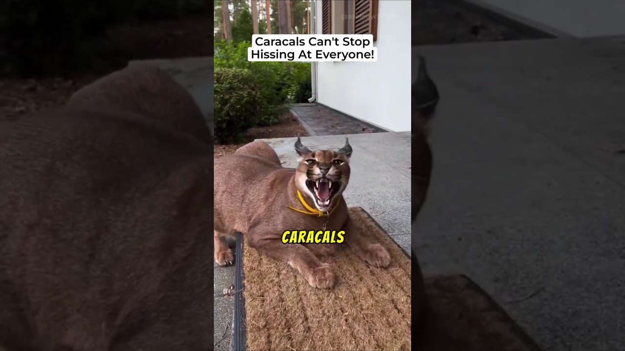 Why Caracals Can't Stop HISSING At Everyone