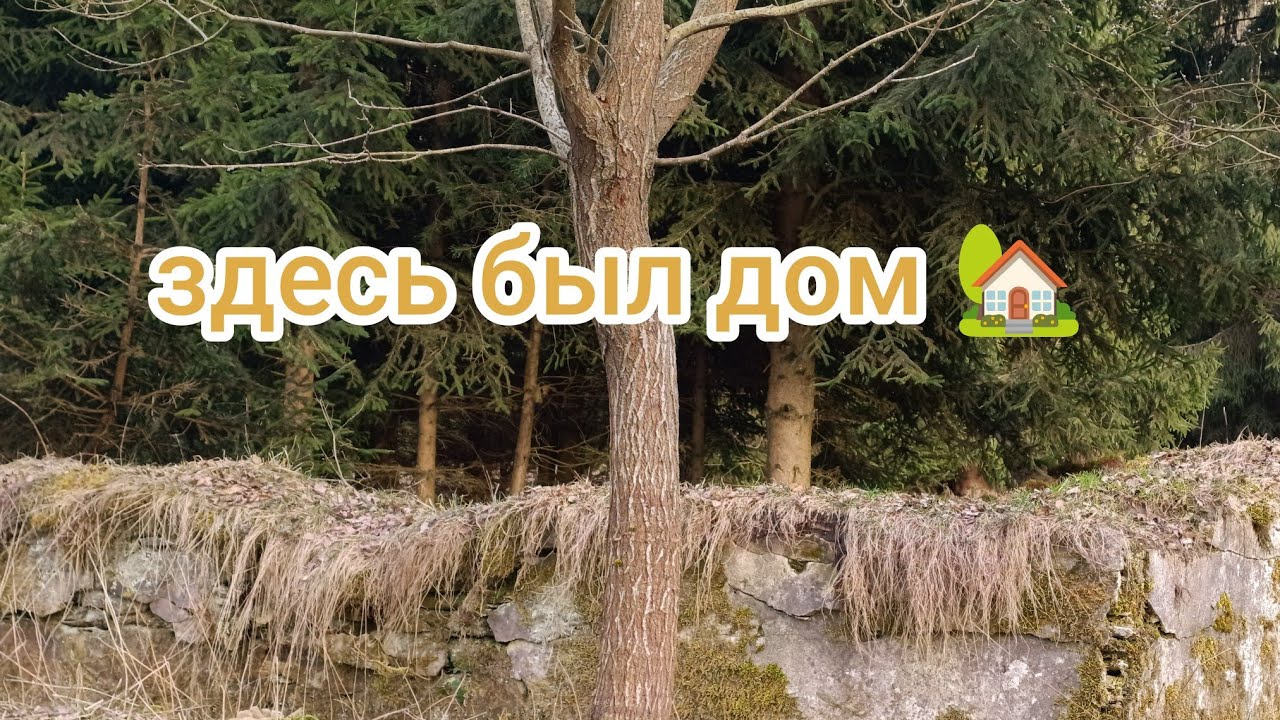 В лесу остатки дома с 40 х годов #olinacz#хутор#cz#лес#природа #na#rujin #ху#руина 