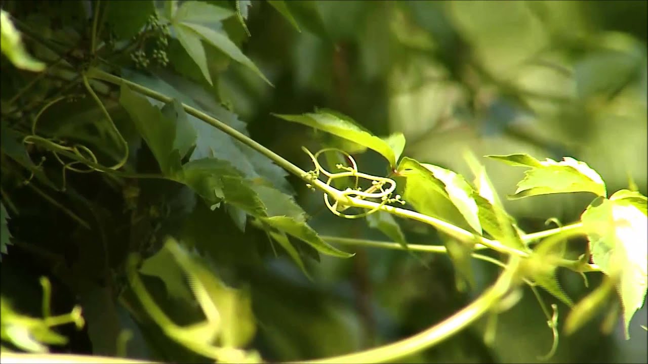 Vadszőlő - Kertbarátok - Kertészeti TV - műsor