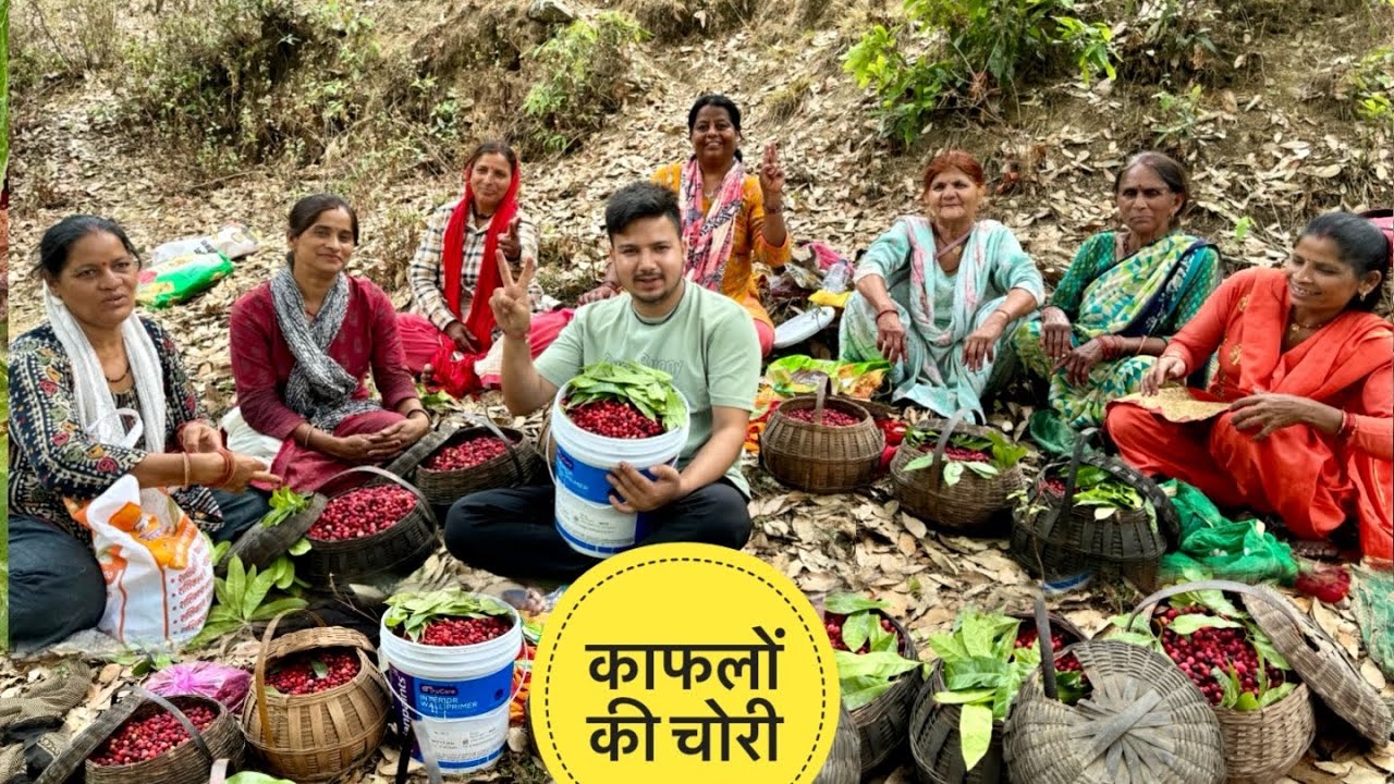 ||घने जंगलों में चले सबसे Best fruit की तलास में|| Kafal Fruit||