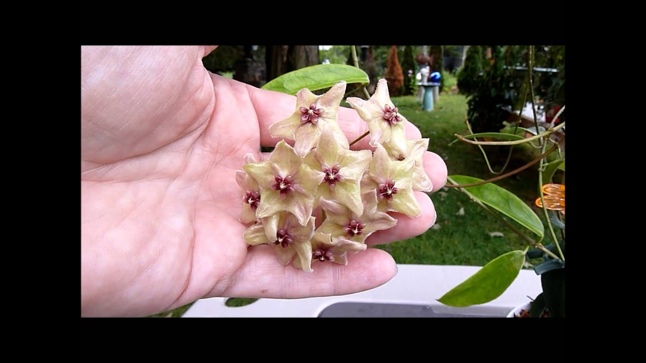 A Visit with Hoya filiformis AKA  Hoya chlorantha var. tutuilensis