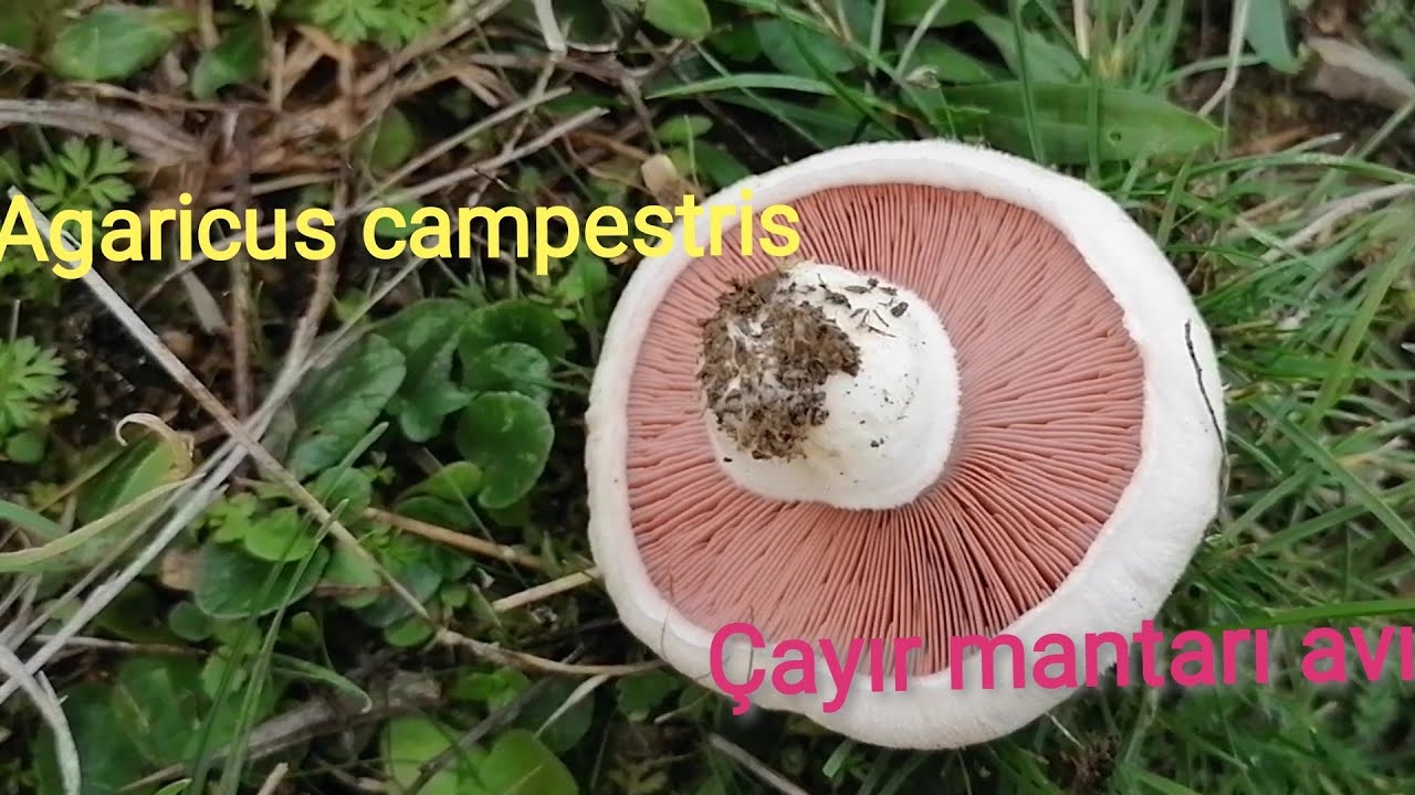 Çayır mantarı, İçi kızıl, Çimen mantarı, Agaricus campestris. Mantar toplama videoları, doğal mantar