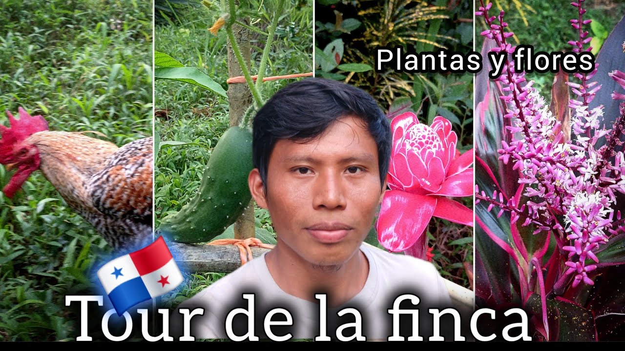 Tour en la finca de costeño Panamá🇵🇦