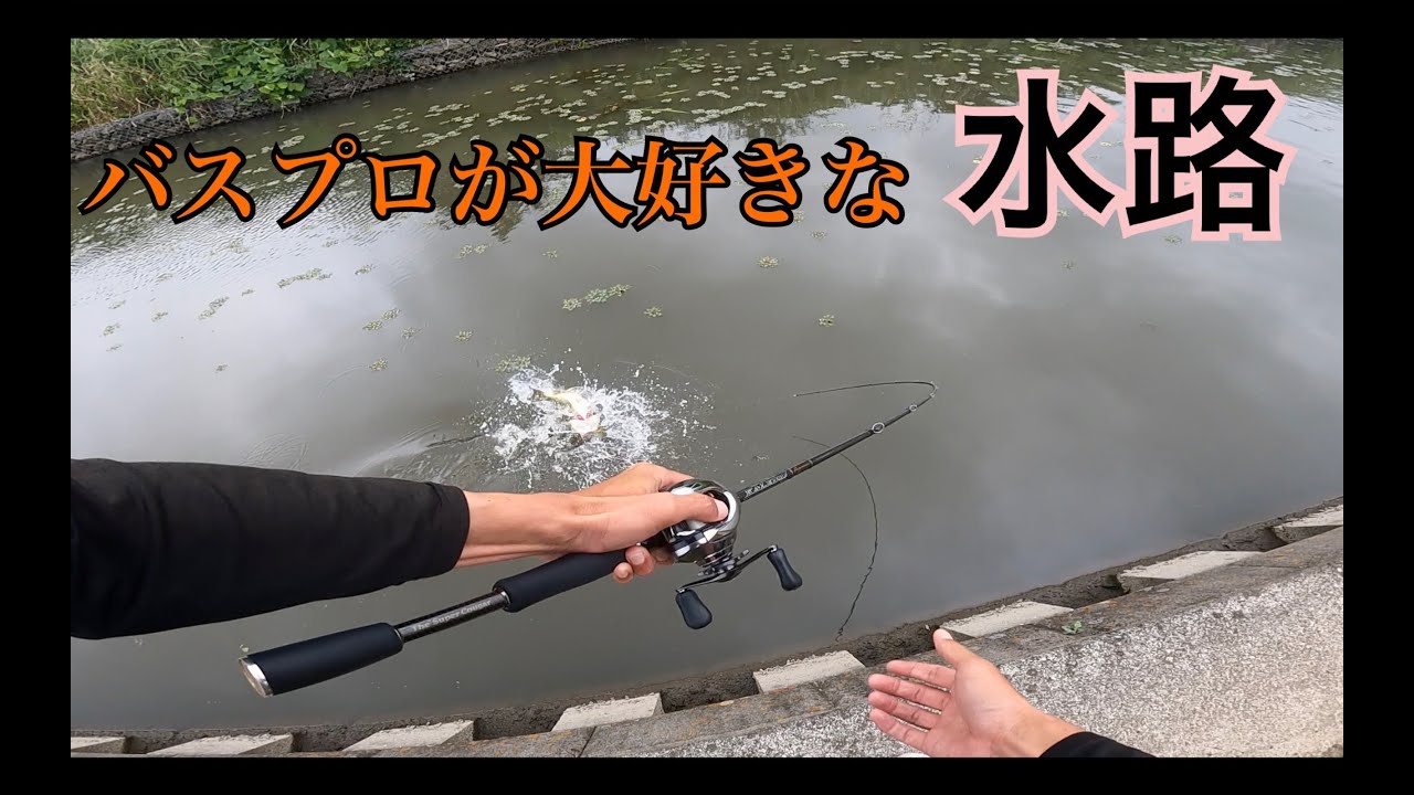霞水系で今年一番釣れてる水路に行ったら秒で4本w