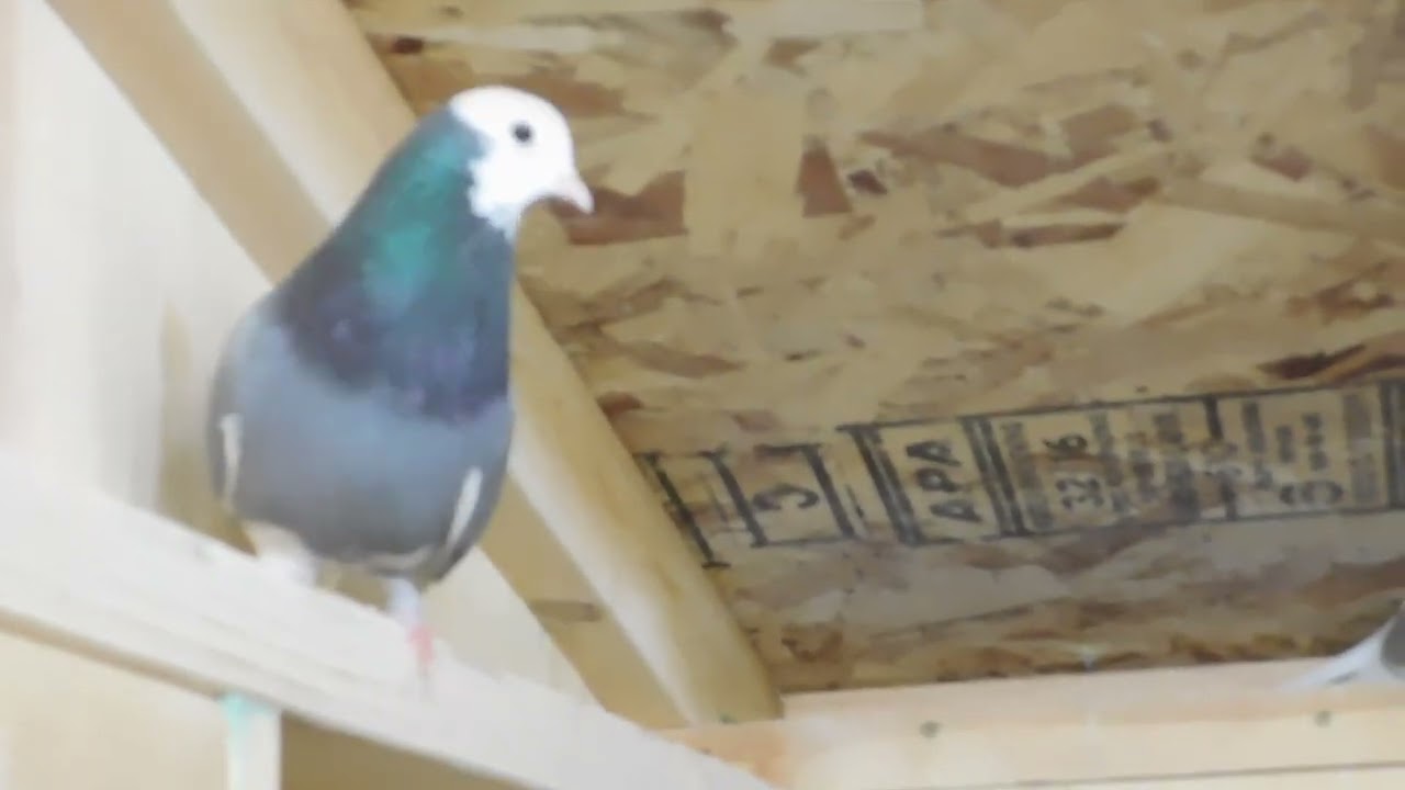 2024 stock birds/new loft