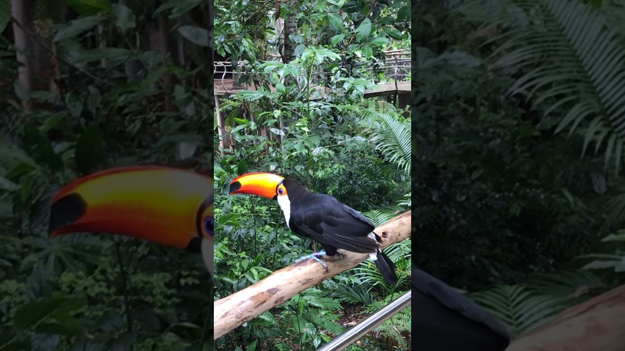 Have you ever seen a Toucan fly?!? #shorts #toucan #southamerica #parquedasaves