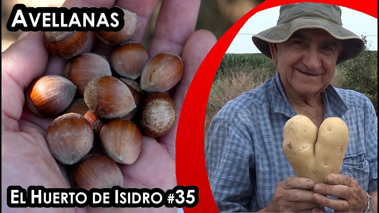 El huerto de Isidro #35. Avellanas