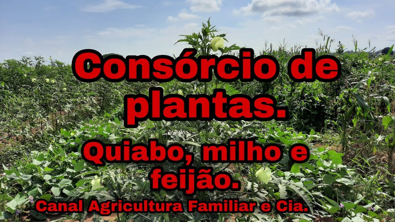 consorcio de plantas: quiabo,  milho e feijão.