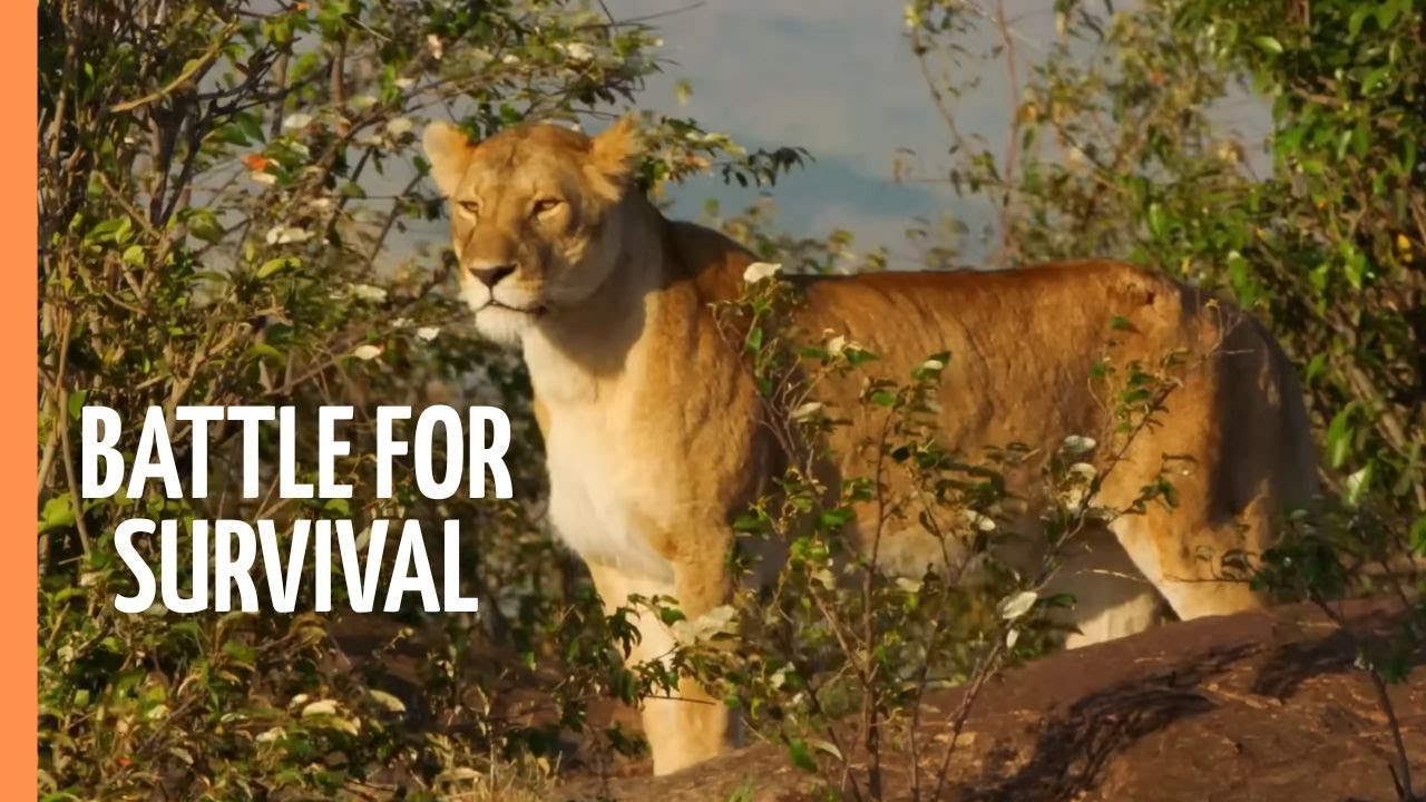 Battle for Survival - Lions vs. Hyenas in the Wild | Full Documentary