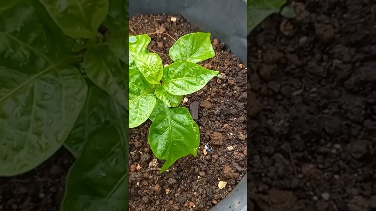 #2023 Jamaican Hot Pepper Plants