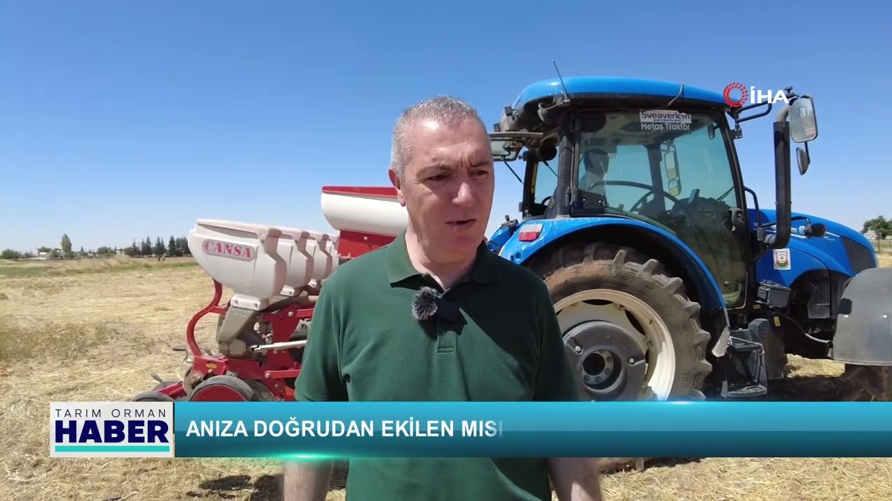 Anıza doğrudan ekilen mısır toprağı koruyor