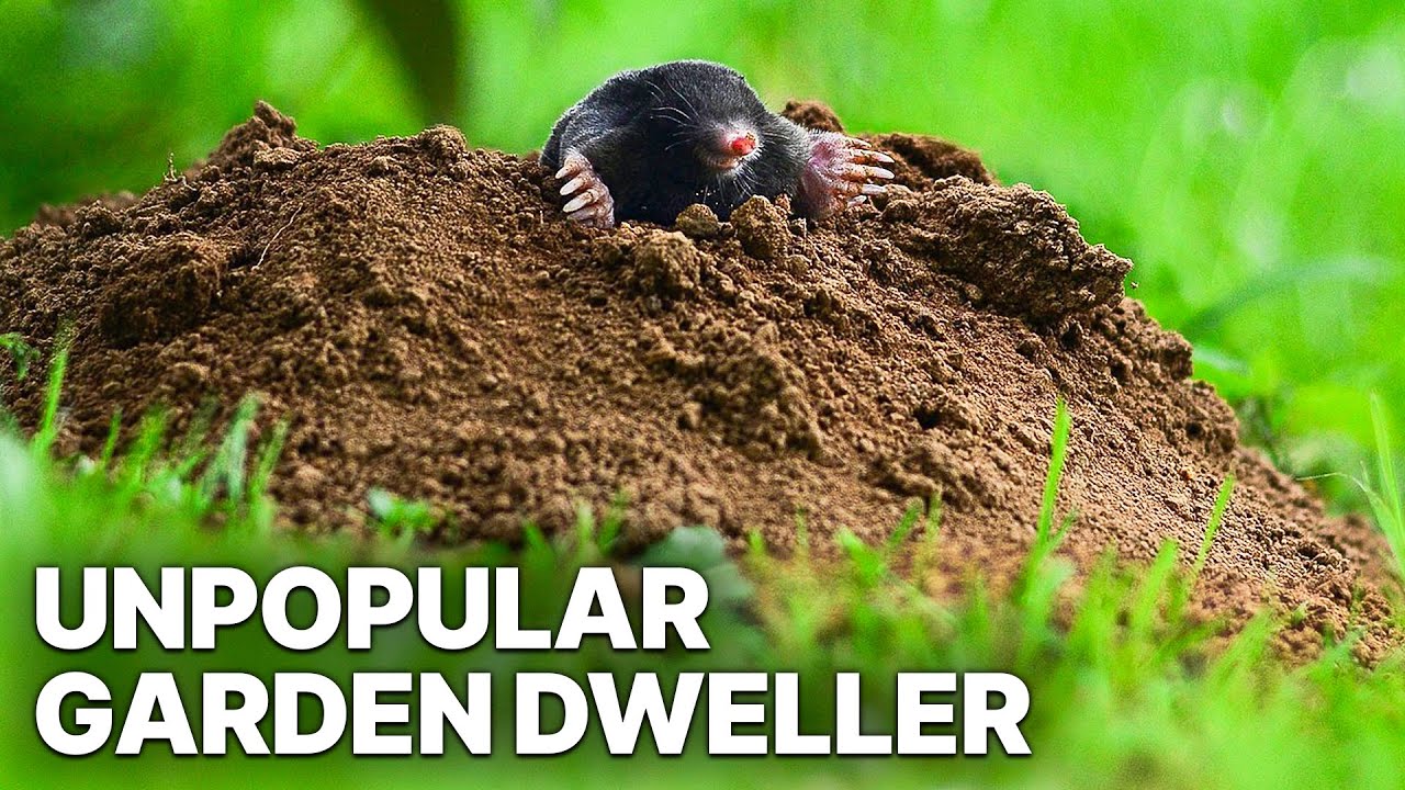 The Probably Most Unpopular Garden Dweller | Nature Documentary