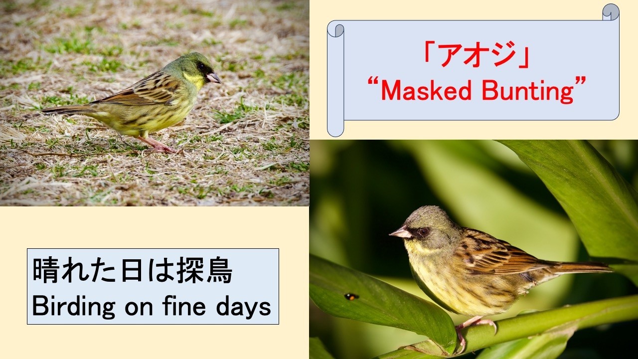「アオジ」 公園で冬を過ごす 　“Masked Bunting” (Emberiza personata) spends the winter in a park