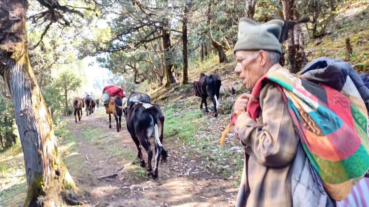 Taking the Cattle to Bukipatan | गाईबस्तु बुकीपाटन लैजाँदै