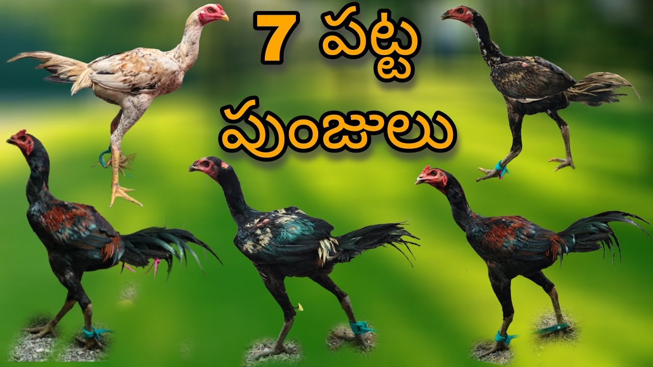 #KVR BREEDES#thanks to all 🙏#peru cross chicks#rich watam chicks#patta punju#birds#chicken#viral