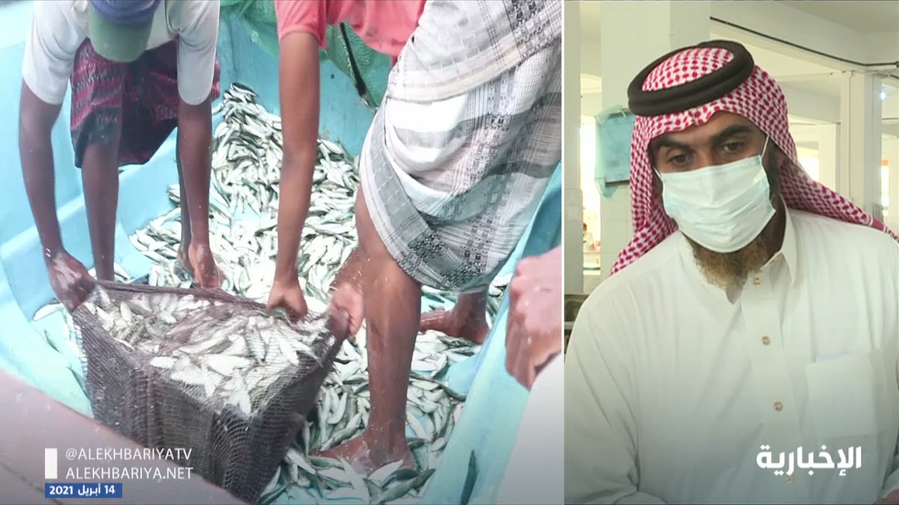 أسواق السمك في جازان.. حركة شرائية عالية خلال شهر رمضان