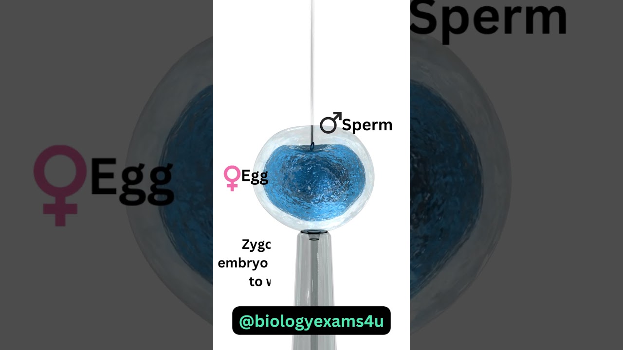 IVF Animation || In vitro fertilization|| How Zygote is formed in lab?