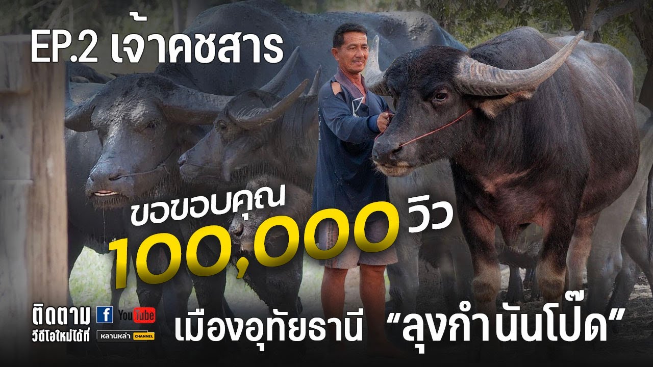 เจ้าคชสาร ลุงกำนันโป๊ด ควายงามเมืองอุทัยธานี | หลานหล่าChannel