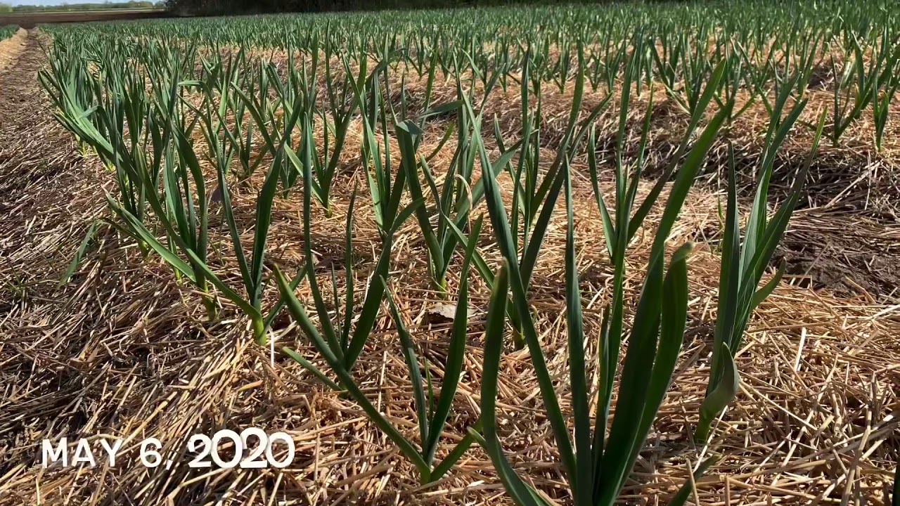 Garlic Harvest for 2020
