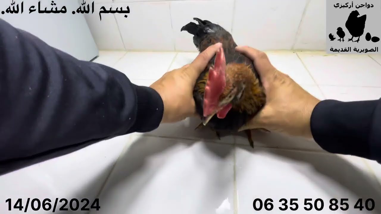 الحلقة 18 - لقاح جدري الطيور إلتهاب الدماغ و الحنجرة - اليوم 60 - سلسلة « من البيضة إلى البيضة »
