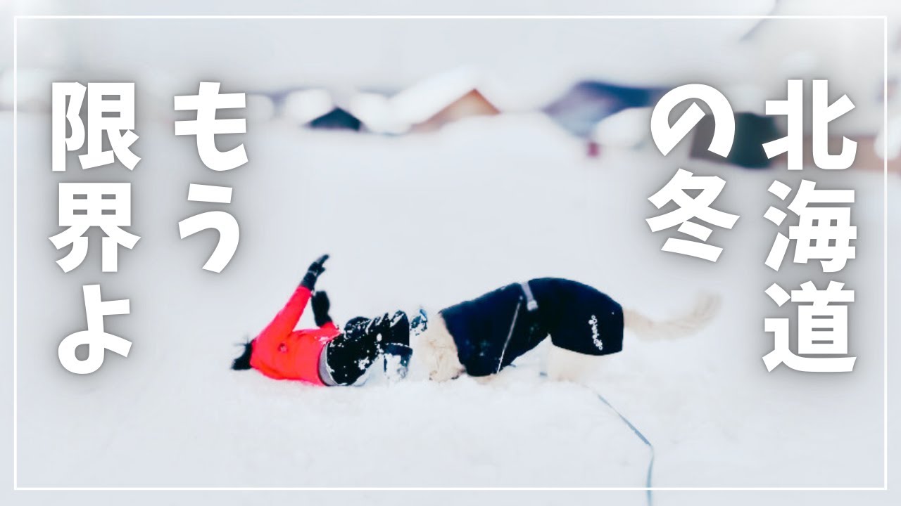 毎日が大冒険すぎる｜UFO降臨｜ゴールデンレトリバーと北海道の暮らし