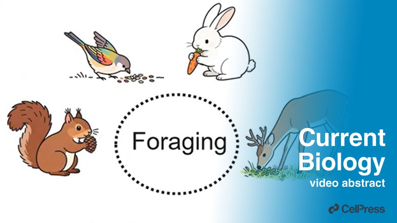 A disinhibition circuit drives foraging rhythm / Curr. Biol., Sep. 26, 2025 (Vol. 35, Issue 20)