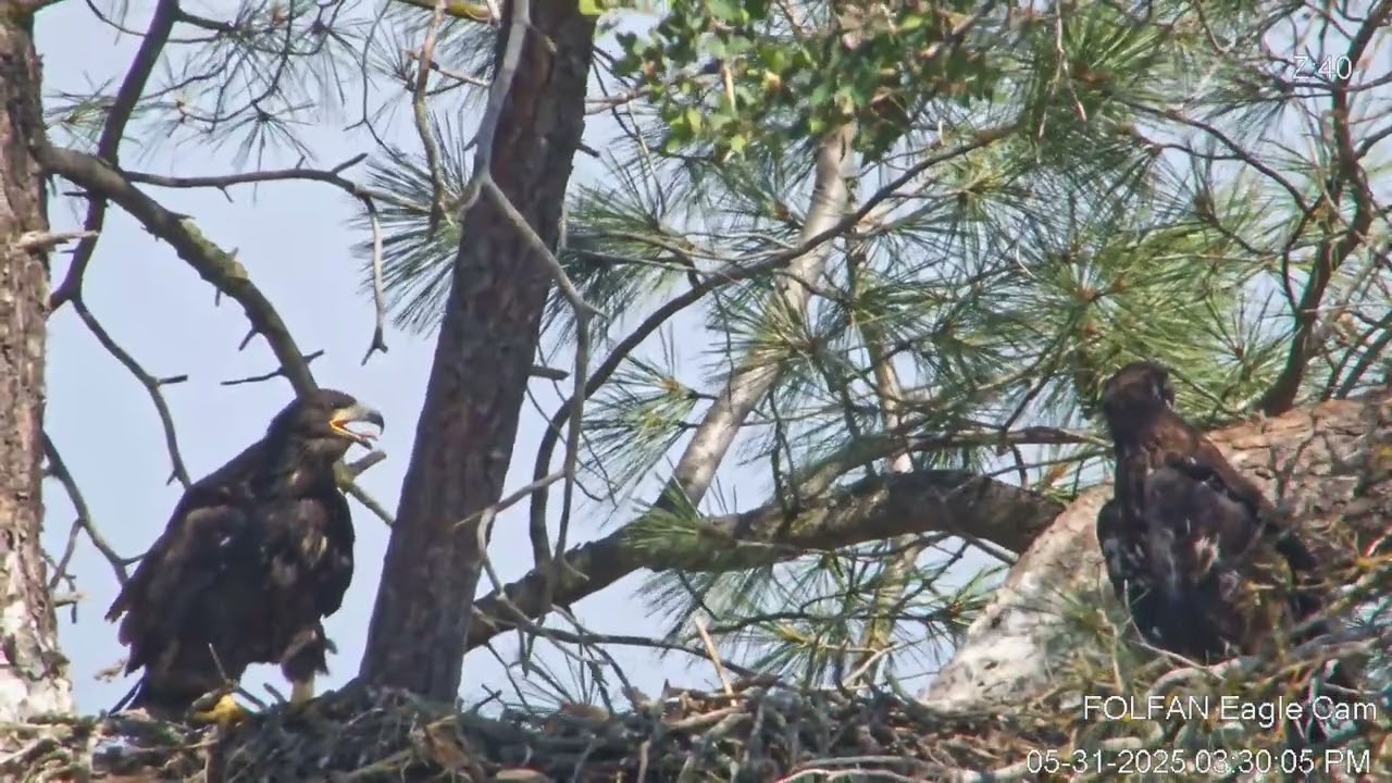 Eaglet climbs back into nest at 3:28:20 after jumping from nest