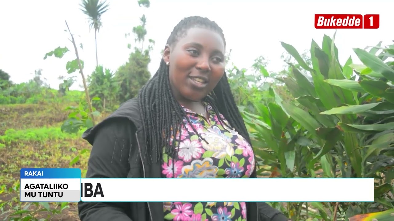 Ttuntu   Abatuuze bawuunikiridde lwa muti ogwaagwa  negukala kati emyaka 4  wabula basobeddwa bweguz