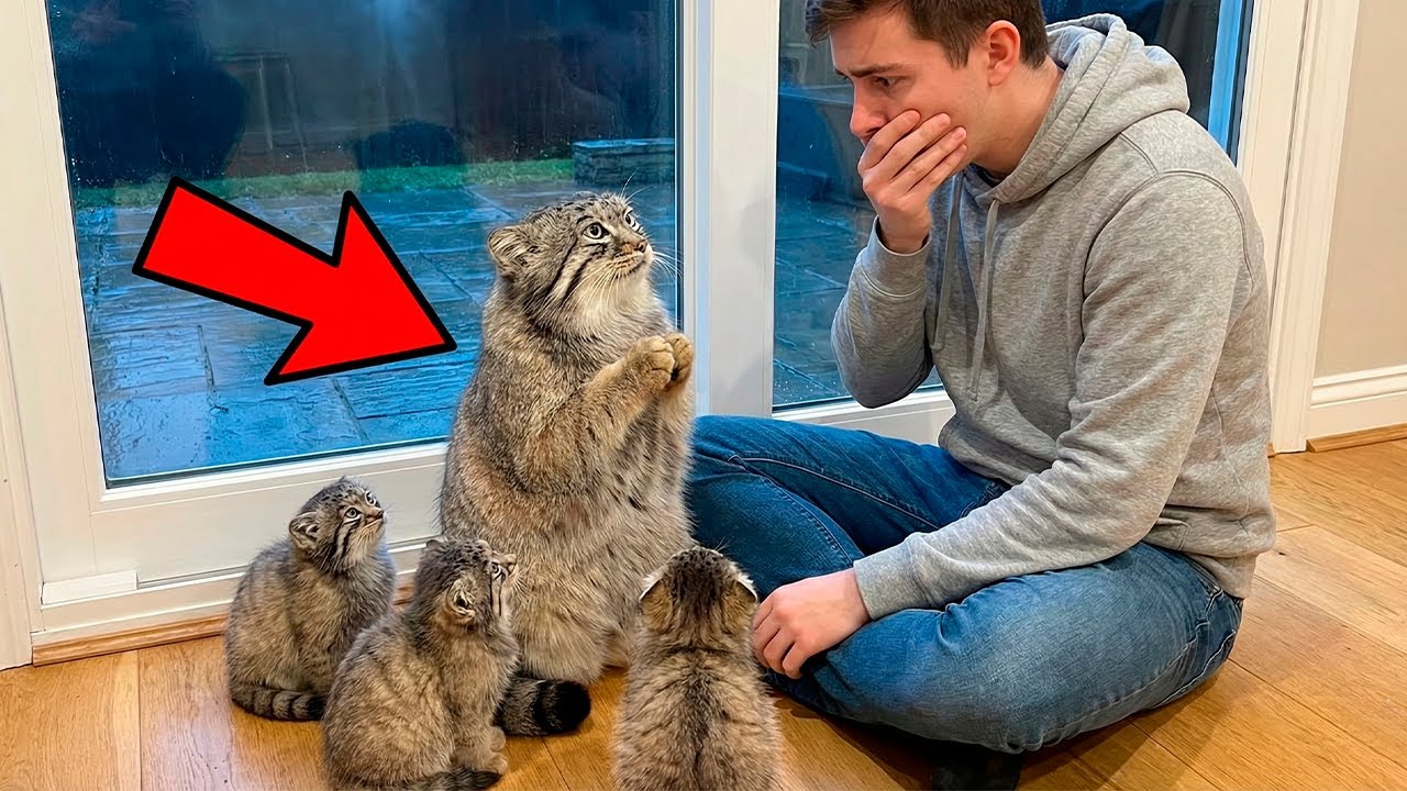 She Begged for Help in the Rain... I brought Her Home and She Gave Birth to WILD Babies!