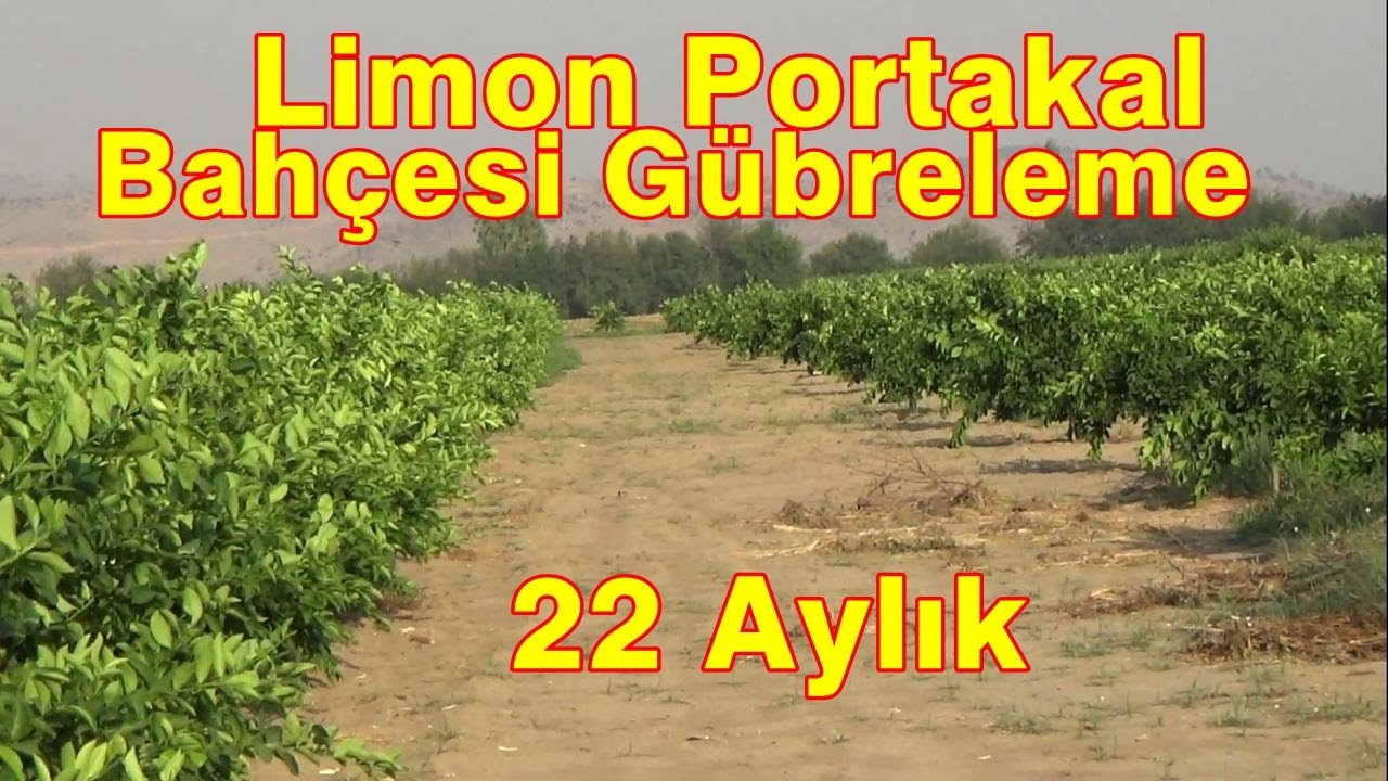Limon - Portakal Bahçesi Gübreleme -  Hızlı Gelişim  Güneş Yanıklığı - Fidan Taçlandırma - Parlaklık