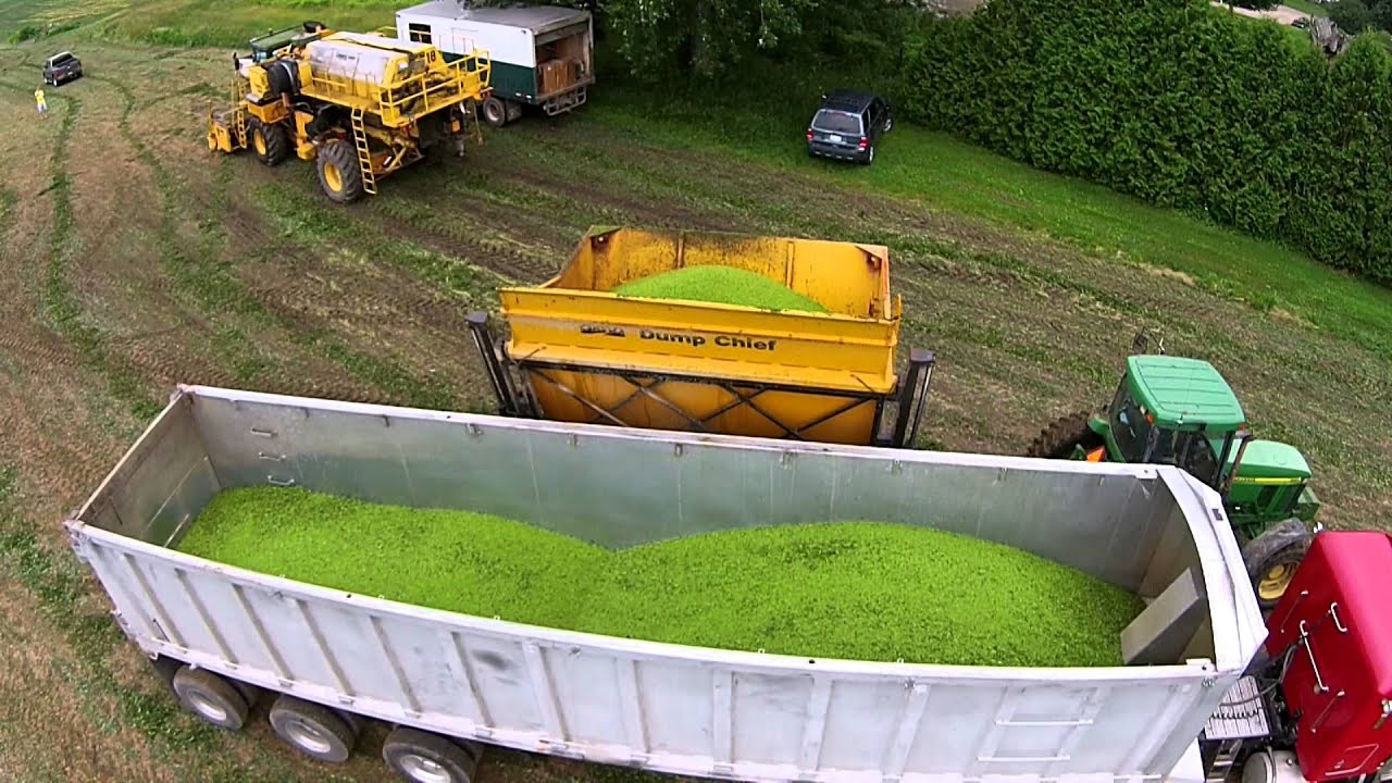 Pea Harvest 2015