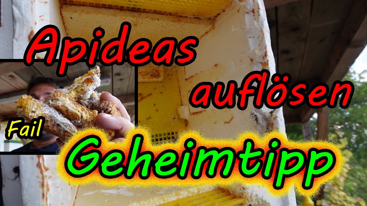 Begattungseinheiten auflösen, Apideas auflösen geheim Trick jeder Der Bienen Königinnen  Züchtet