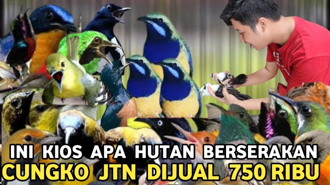 SAKING LUBER STOCKNYA OMBYOKAN DIJUAL 10 RIBUAN CUNGKO JTN 750 RIBU DI PASAR BURUNG PRAMUKA