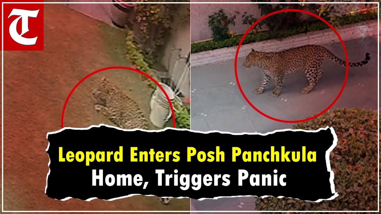 Leopard enters posh Panchkula home; triggers panic; another was spotted in Morni a day ago