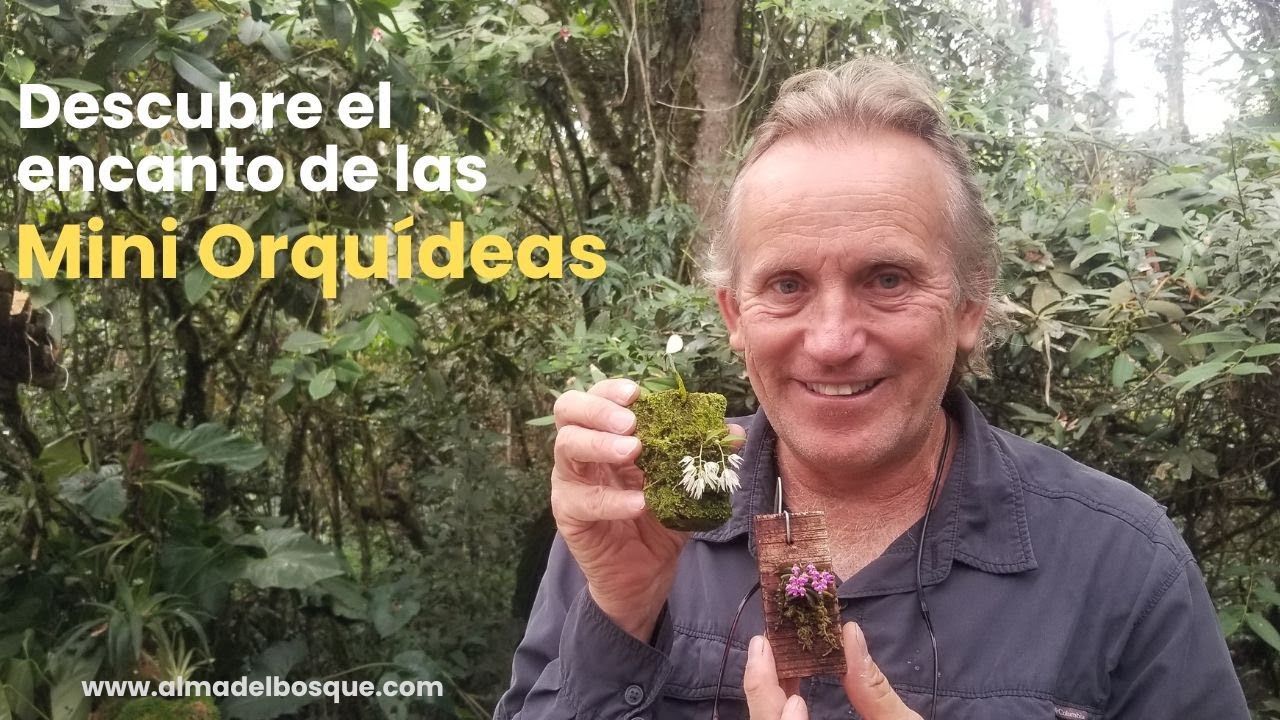 Descubre el Encanto de las Mini Orquídeas: Belleza en Diminuto