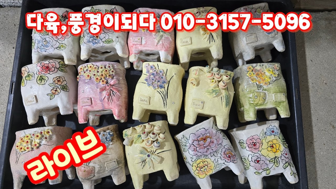 💥[1월 22일 라이브]다육,풍경이되다 010-3157-5096(카드결제가능)예쁘고 예쁜가격~♡